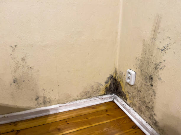 Повреждения плесени и влаги на угловых стенах комнаты возле плинтуса и электрической розетки.