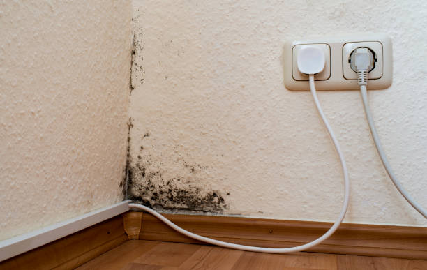 Рост плесени на стене возле электрических розеток указывает на повреждение водой и проблемы с влажностью в комнате.
